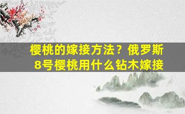 樱桃的嫁接方法？俄罗斯8号樱桃用什么钻木嫁接