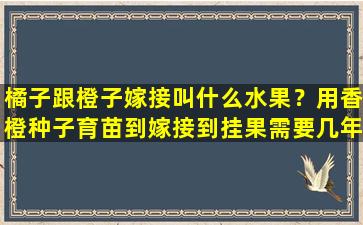 橘子跟橙子嫁接叫什么水果？用香橙种子育苗到嫁接到挂果需要几年