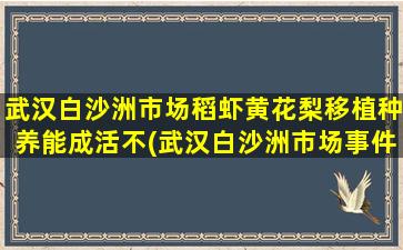 武汉白沙洲市场稻虾黄花梨移植种养能成活不(武汉白沙洲市场事件后续)