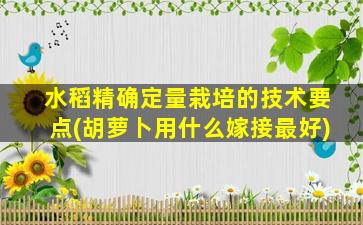 水稻精确定量栽培的技术要点(胡萝卜用什么嫁接最好)