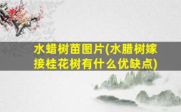 水蜡树苗图片(水腊树嫁接桂花树有什么优缺点)