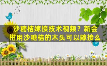 沙糖桔嫁接技术视频？新会柑用沙糖桔的木头可以嫁接么