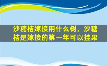 沙糖桔嫁接用什么树，沙糖桔是嫁接的第一年可以挂果