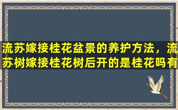 流苏嫁接桂花盆景的养护方法，流苏树嫁接桂花树后开的是桂花吗有桂花的香味吗