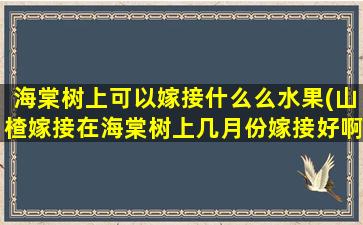 海棠树上可以嫁接什么么水果(山楂嫁接在海棠树上几月份嫁接好啊就是我家)