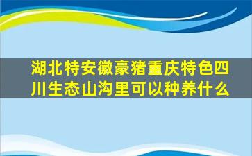 湖北特安徽豪猪重庆特色四川生态山沟里可以种养什么