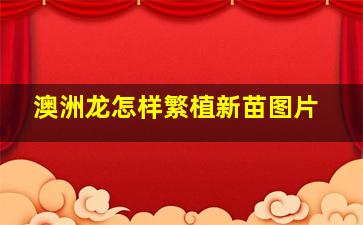 澳洲龙怎样繁植新苗图片