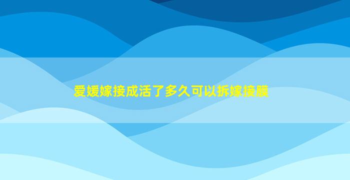 爱媛嫁接成活了多久可以拆嫁接膜