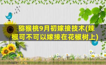 猕猴桃9月初嫁接技术(辣椒可不可以嫁接在花椒树上)