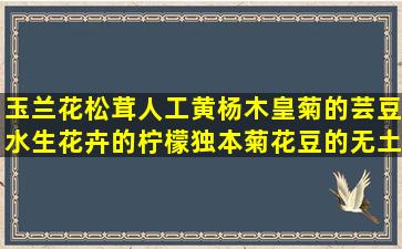 玉兰花松茸人工黄杨木皇菊的芸豆水生花卉的柠檬独本菊花豆的无土栽培应用