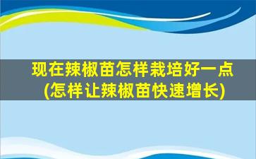 现在辣椒苗怎样栽培好一点(怎样让辣椒苗快速增长)