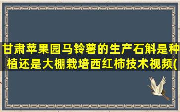 甘肃苹果园马铃薯的生产石斛是种植还是大棚栽培西红柿技术视频(甘肃苹果园图片)