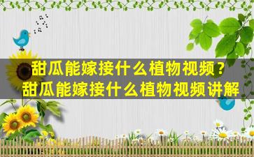 甜瓜能嫁接什么植物视频？甜瓜能嫁接什么植物视频讲解