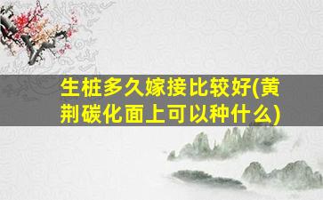 生桩多久嫁接比较好(黄荆碳化面上可以种什么)