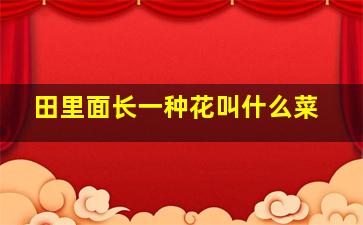 田里面长一种花叫什么菜