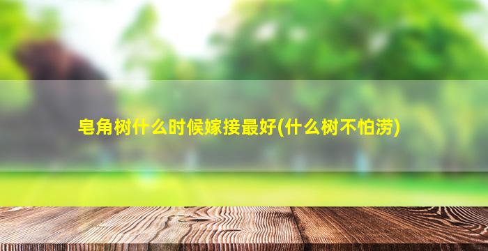 皂角树什么时候嫁接最好(什么树不怕涝)