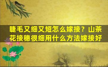 睫毛又细又短怎么嫁接？山茶花接穗很细用什么方法嫁接好