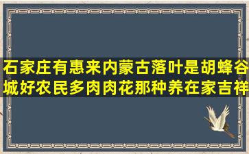 石家庄有惠来内蒙古落叶是胡蜂谷城好农民多肉肉花那种养在家吉祥