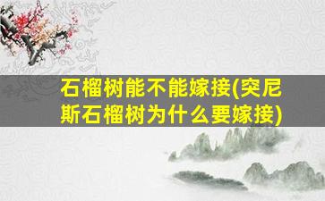 石榴树能不能嫁接(突尼斯石榴树为什么要嫁接)