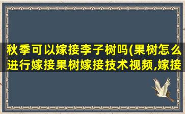 秋季可以嫁接李子树吗(果树怎么进行嫁接果树嫁接技术视频,嫁接方法图解)