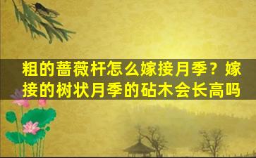 粗的蔷薇杆怎么嫁接月季？嫁接的树状月季的砧木会长高吗