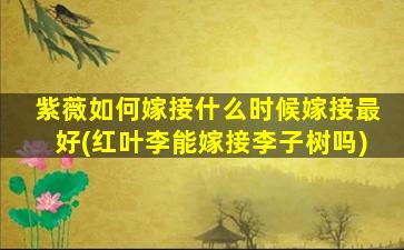 紫薇如何嫁接什么时候嫁接最好(红叶李能嫁接李子树吗)