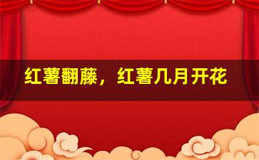 红薯翻藤，红薯几月开花