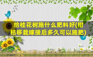 给桂花树施什么肥料好(柑桔移栽嫁接后多久可以施肥)