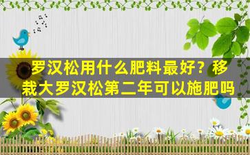 罗汉松用什么肥料最好？移栽大罗汉松第二年可以施肥吗