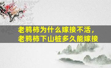 老鸦柿为什么嫁接不活，老鸦柿下山桩多久能嫁接