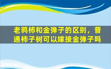 老鸦柿和金弹子的区别，普通柿子树可以嫁接金弹子吗