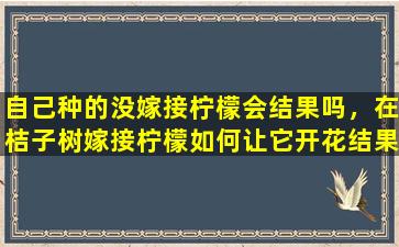 自己种的没嫁接柠檬会结果吗，在桔子树嫁接柠檬如何让它开花结果