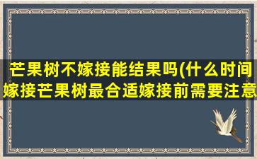 芒果树不嫁接能结果吗(什么时间嫁接芒果树最合适嫁接前需要注意什么能够增加成活率)