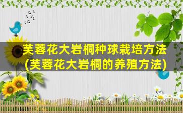 芙蓉花大岩桐种球栽培方法(芙蓉花大岩桐的养殖方法)