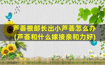 芦荟根部长出小芦荟怎么办(芦荟和什么嫁接亲和力好)