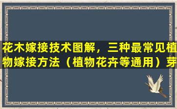 花木嫁接技术图解，三种最常见植物嫁接方法（植物花卉等通用）芽接