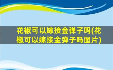 花椒可以嫁接金弹子吗(花椒可以嫁接金弹子吗图片)