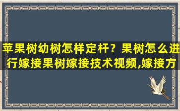 苹果树幼树怎样定杆？果树怎么进行嫁接果树嫁接技术视频,嫁接方法图解