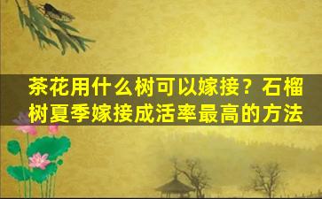 茶花用什么树可以嫁接？石榴树夏季嫁接成活率最高的方法