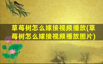 草莓树怎么嫁接视频播放(草莓树怎么嫁接视频播放图片)