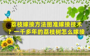 荔枝嫁接方法图准嫁接技术？一千多年的荔枝树怎么嫁接