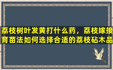 荔枝树叶发黄打什么药，荔枝嫁接育苗法如何选择合适的荔枝砧木品种