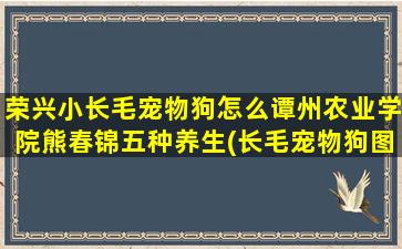 荣兴小长毛宠物狗怎么谭州农业学院熊春锦五种养生(长毛宠物狗图片大全)