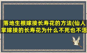 落地生根嫁接长寿花的方法(仙人掌嫁接的长寿花为什么不死也不活)