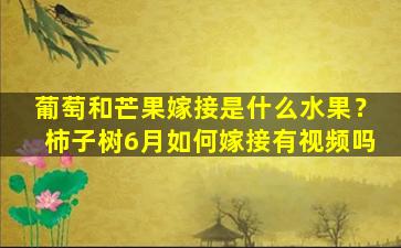 葡萄和芒果嫁接是什么水果？柿子树6月如何嫁接有视频吗