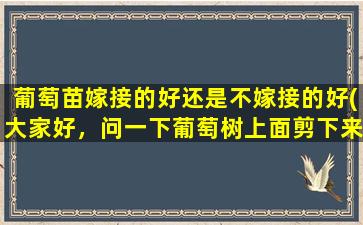 葡萄苗嫁接的好还是不嫁接的好(大家好，问一下葡萄树上面剪下来的叉能栽活吗栽活了能接葡萄吗)