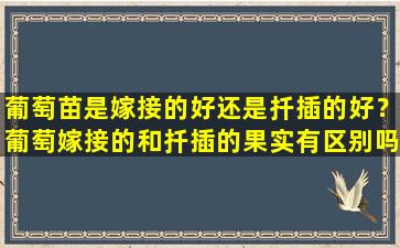 葡萄苗是嫁接的好还是扦插的好？葡萄嫁接的和扦插的果实有区别吗