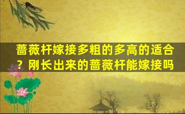 蔷薇杆嫁接多粗的多高的适合？刚长出来的蔷薇杆能嫁接吗