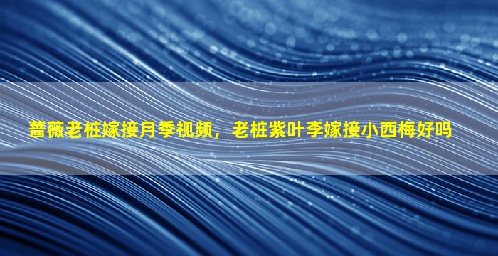 蔷薇老桩嫁接月季视频，老桩紫叶李嫁接小西梅好吗