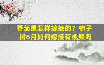 蕃茄是怎样嫁接的？柿子树6月如何嫁接有视频吗